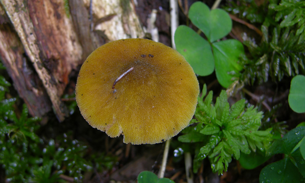 Pluteus loeoninus fotog. 24.11.09.